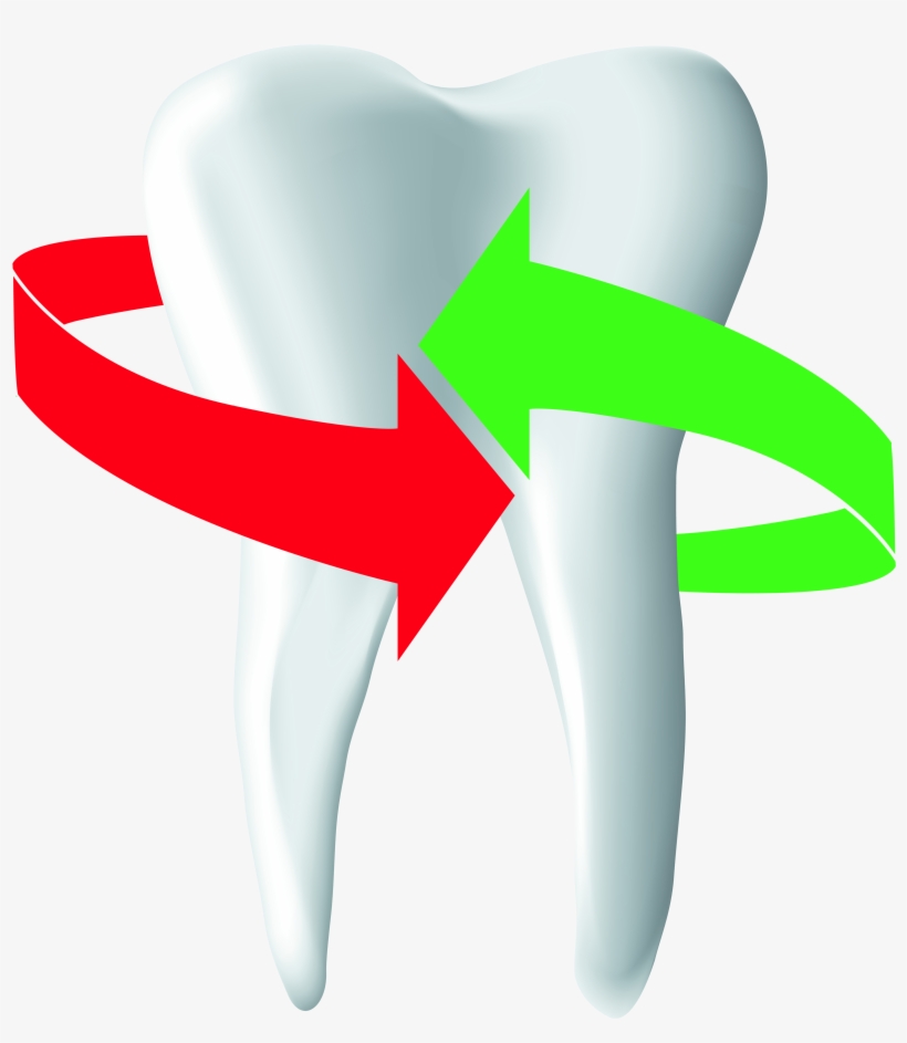 N - Z - O - Z - Rodent, transparent png download