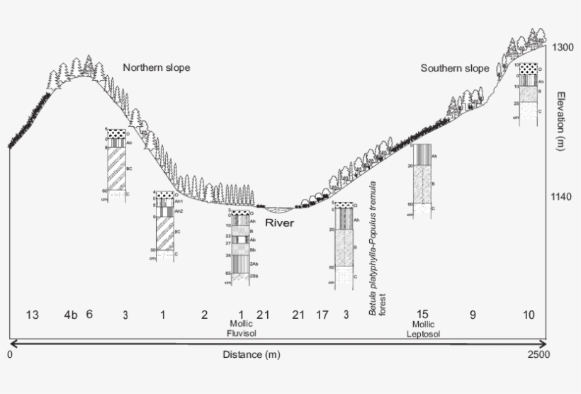 Vegetation Profile From The Eastern Study Area In The - Vegetation, transparent png download