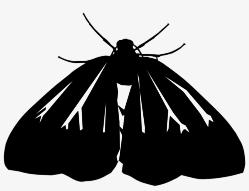 Moth Graphic - Butterfly, transparent png download