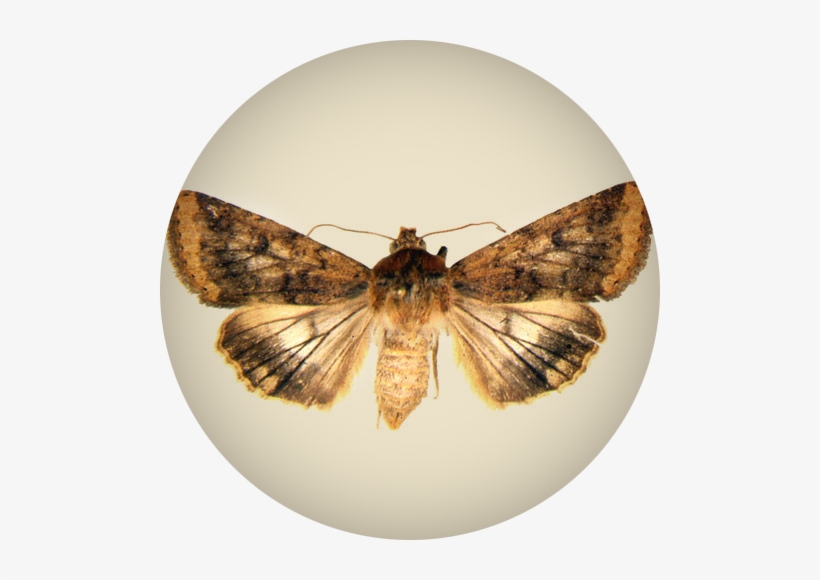 Corn Earworm, Helicoverpa Zea Boddie, Emerge In April - Corn Earworm, transparent png download