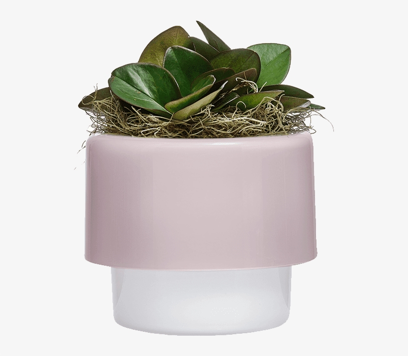 Living - Flowerpot, transparent png download