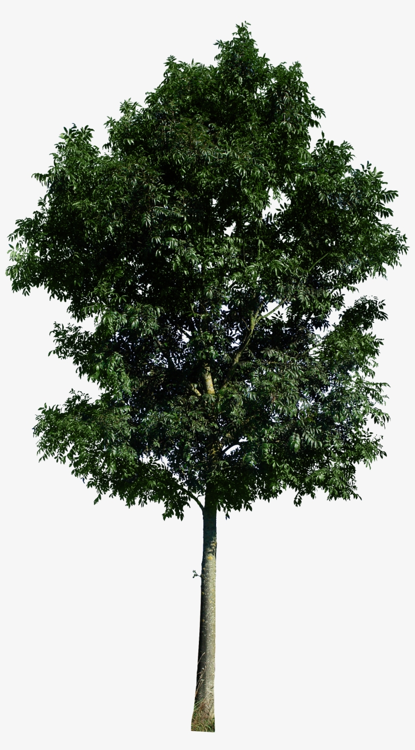 Tree 48 Png By Gd08-d49eqww 1,792×3,120 Pixels - Tree Psd, transparent png download