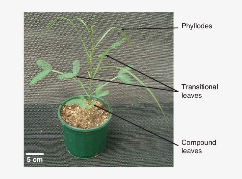 An Example Of Heteroblastic Development In Acacia Implexa - Plants With Heteroblastic Development, transparent png download