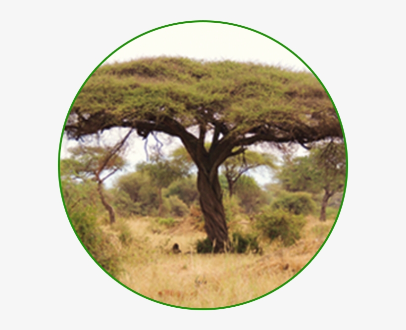 Medium Resolution - Trees In Semi Arid Areas, transparent png download