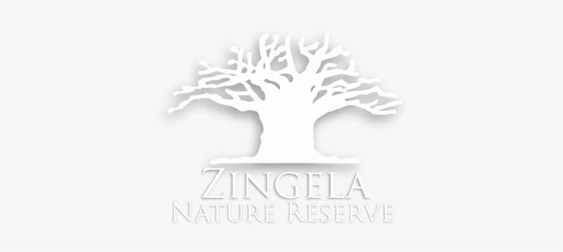 Tree, transparent png download