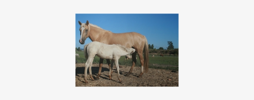 Horse, transparent png download