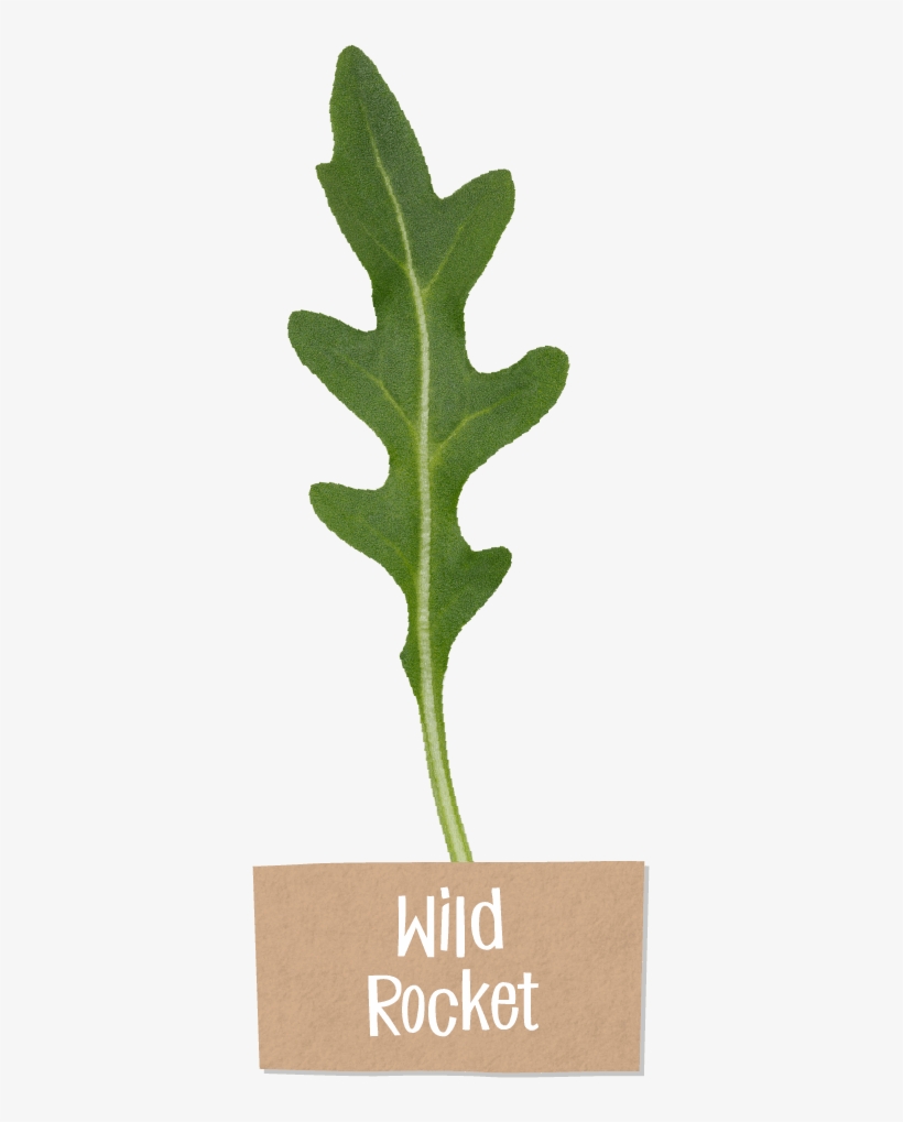 Steve Is Our Very Own 'flavour Pioneer' - Perennial Wall-rocket, transparent png download