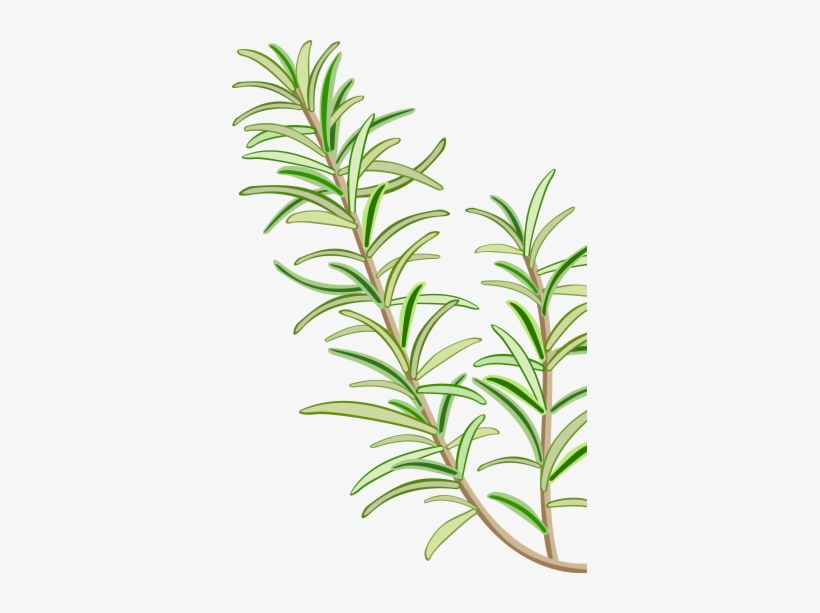 Pin Leaves - Western Yew, transparent png download