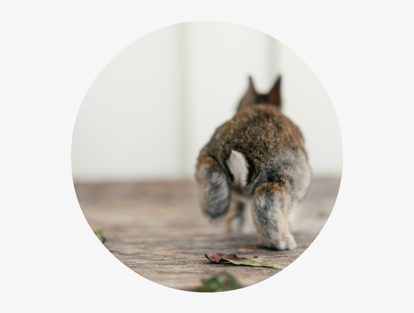 And Yes, There Are Side-effects - Paw, transparent png download