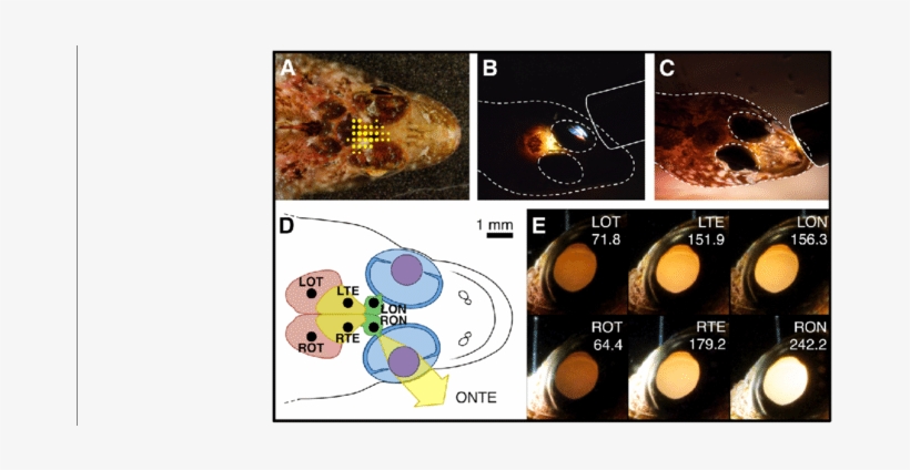 Ont Eyeshine Excitation Efficiency And Light Path In - Common Fig, transparent png download