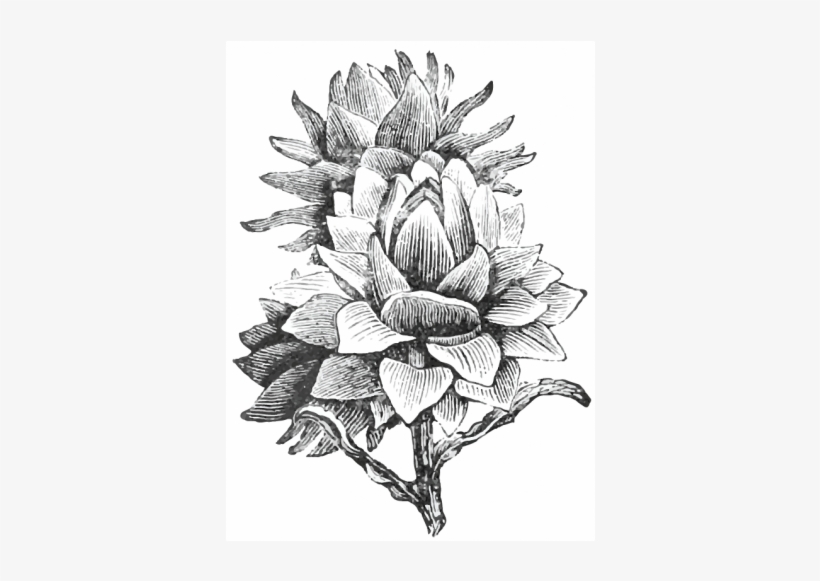 Vector Black And White Library Green Globe Heirloom - Artichoke, transparent png download