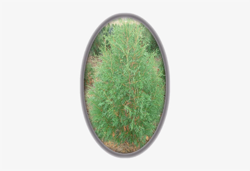 Thuja Occidentalis 'techny' - Circle, transparent png download