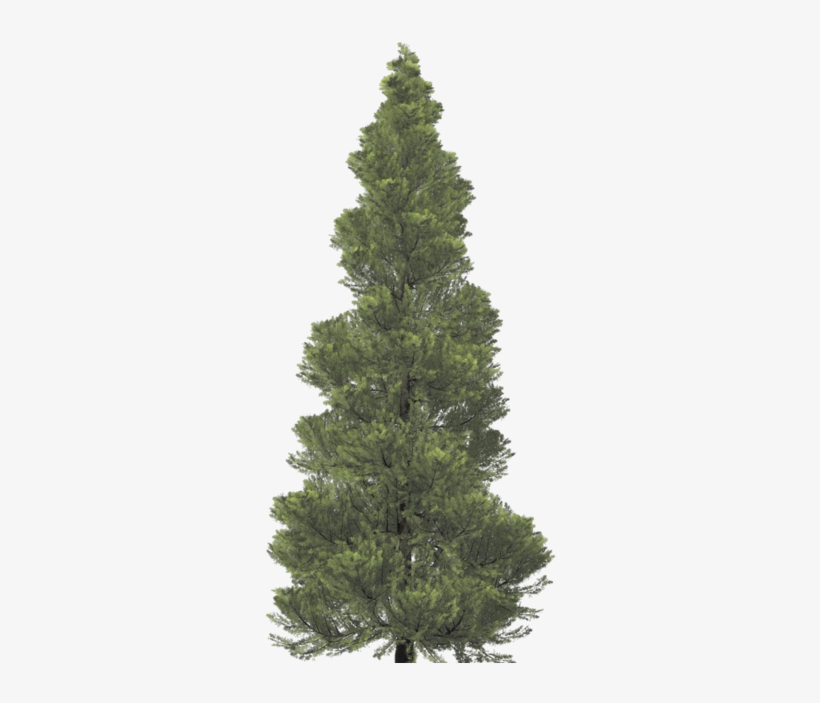 Images - Christmas Tree, transparent png download
