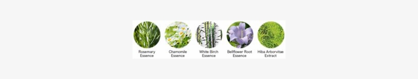 Rosemary Essence,chamomile Essence,white Birch Essence,bellflower - Platycodon Grandiflorus, transparent png download