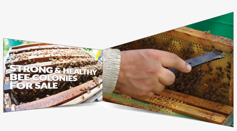 Hillbilly Bees 1148 U, transparent png download