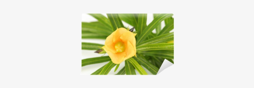 Inside Of A Beautiful Mexican Oleander Flower Wall - Flower, transparent png download