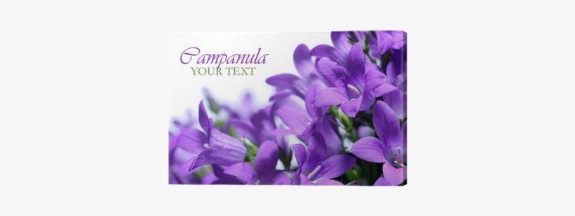 Campanula Spring Flowers Border Canvas Print • Pixers® - Purple, transparent png download