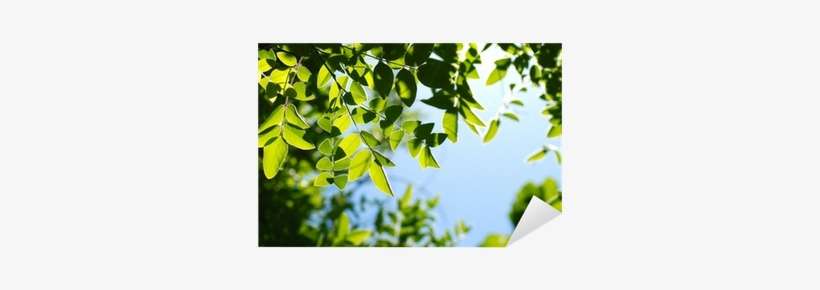 Ramas, Árbol, Hojas, Verde, Natural Sticker • Pixers® - Branch, transparent png download