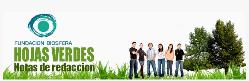 Grass, transparent png download