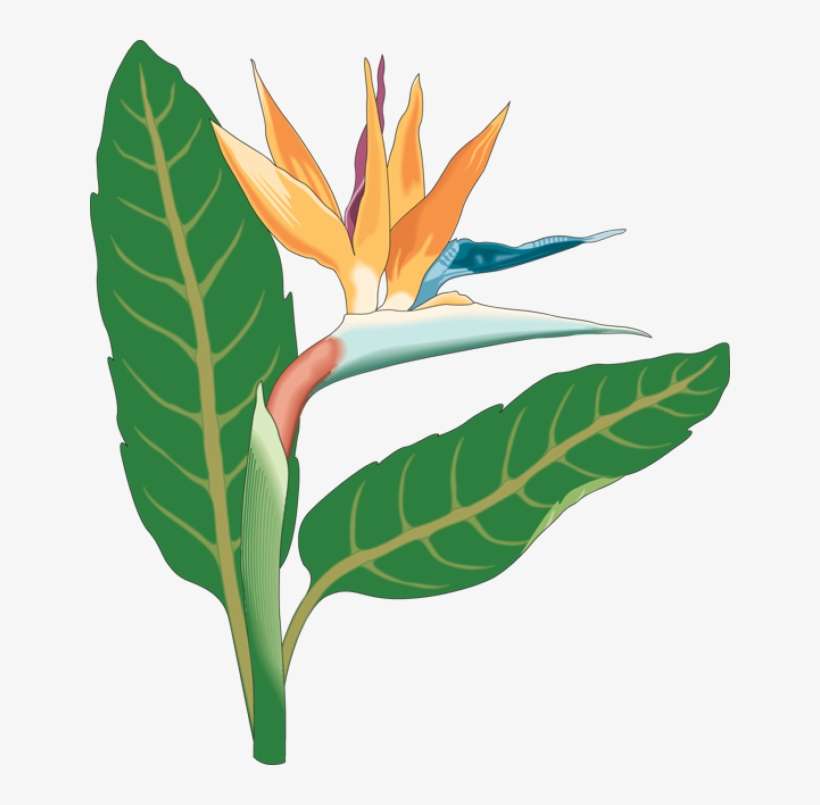 Beautiful Clip Art Of Flowers - Birds Of Paradise Png, transparent png download