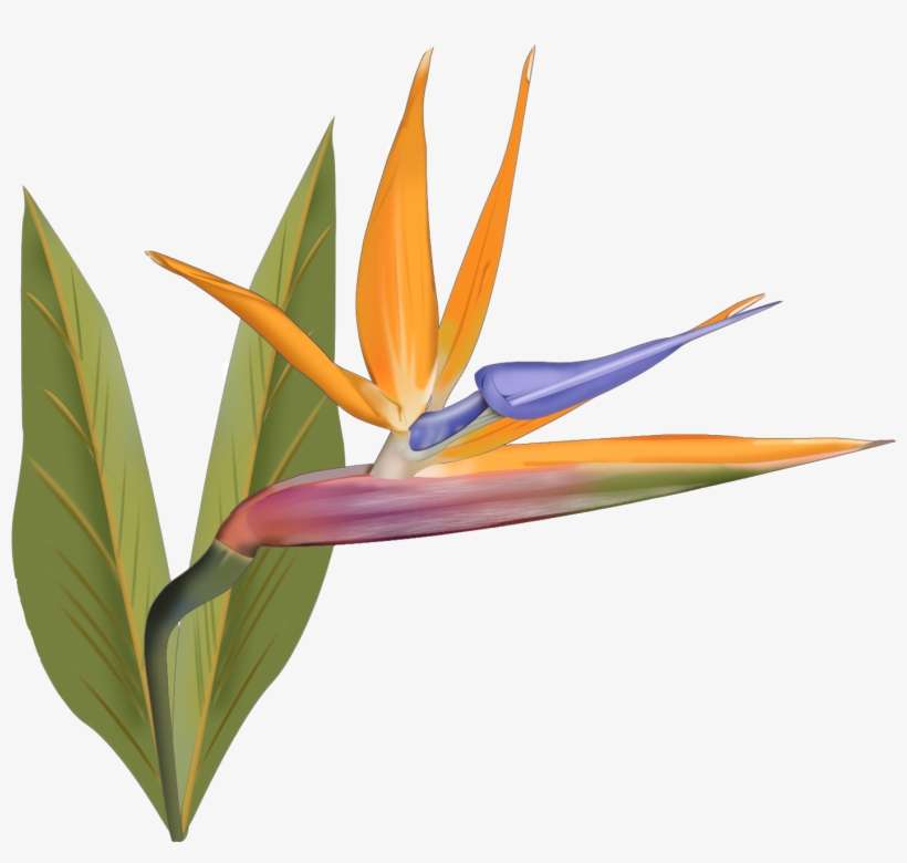 Native Flowers And Hawaii And Bird Of Paradise - Hawaii, transparent png download