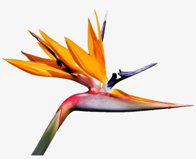 Graphic Design - Bird, transparent png download