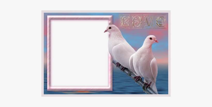 15 Aug 2010 - Bird Wallpaper Hd For Mobile, transparent png download