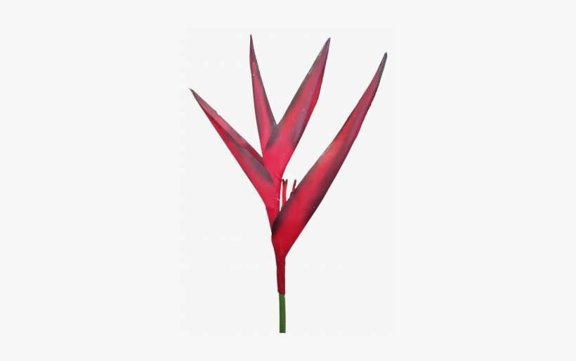 S4235rd - Heliconia, transparent png download