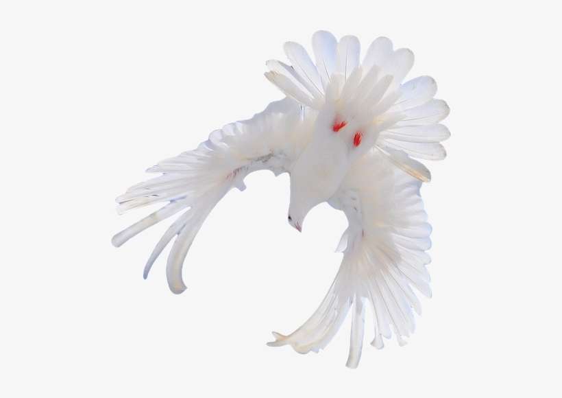 Белый Голубь, Голубь Мира, Фауна - Flypigeon, transparent png download