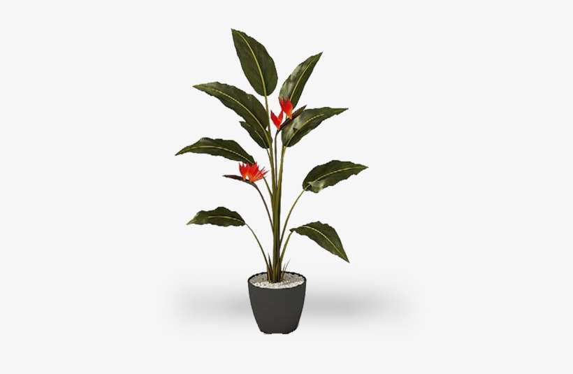 22 Pm 260756 Arbol86 8/20/2017 - 室内 植物, transparent png download