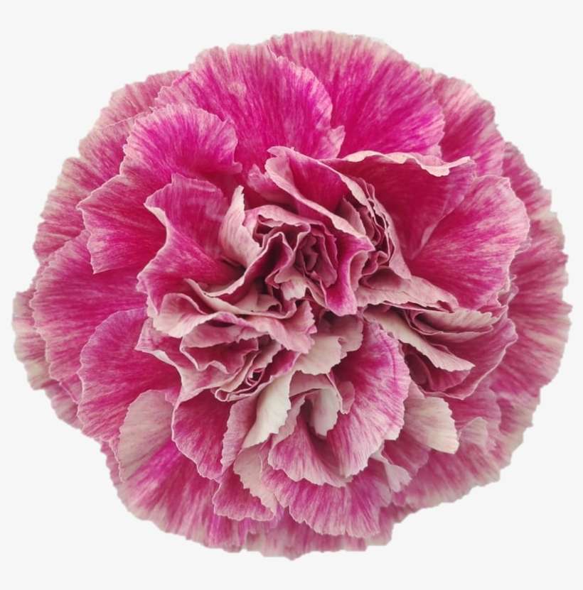 Antigua - Carnation - Antigua, transparent png download
