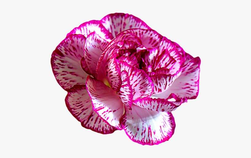 Dianthus, transparent png download