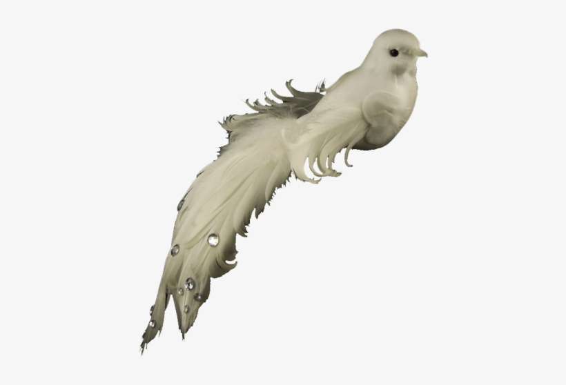 Pomba Natalina - Pigeons And Doves, transparent png download
