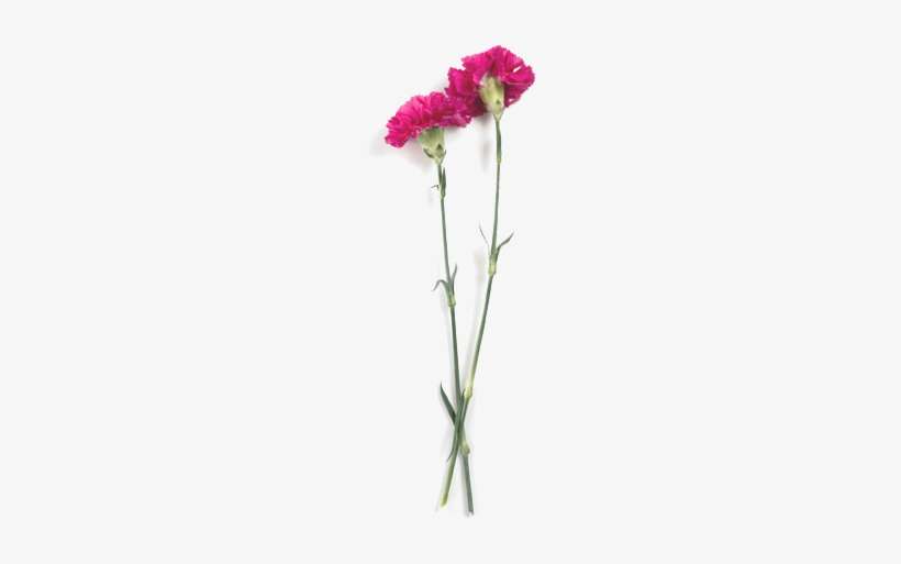 Carnations - Carnation, transparent png download