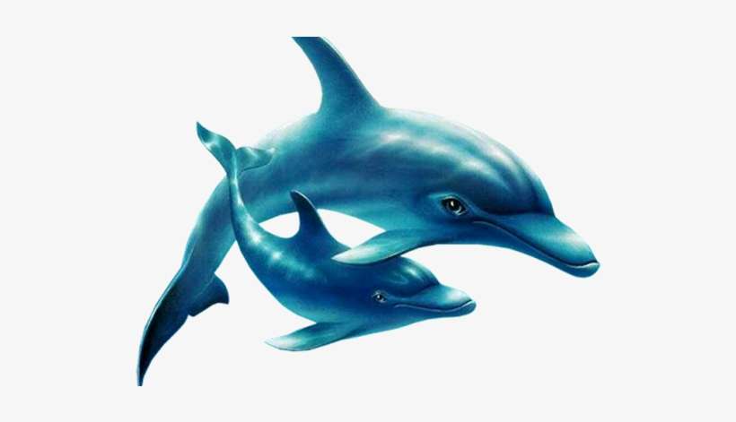 Yunus Png Resimleri Indir U2013 Dolphin Png - Dolphin, transparent png download