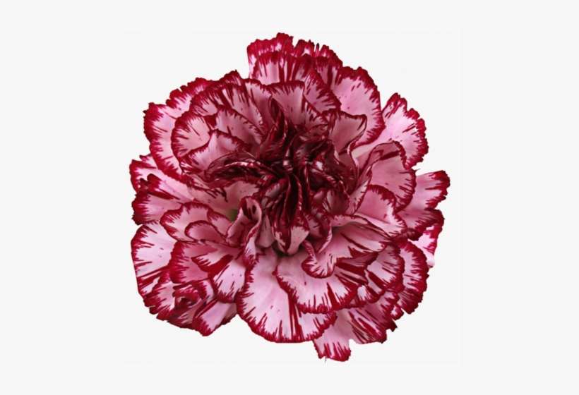 Carnation Fredy - Carnation, transparent png download
