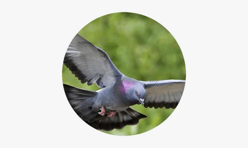 Um Serviço Anti Pombos Deve Ser Alinhado Com A Legislação - Internal Ear Animals Name, transparent png download