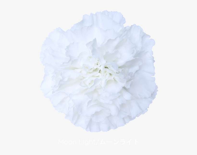 Colibri Flowers Carnation Moon Light, Grower Of Carnations, - Limea Tosana, transparent png download