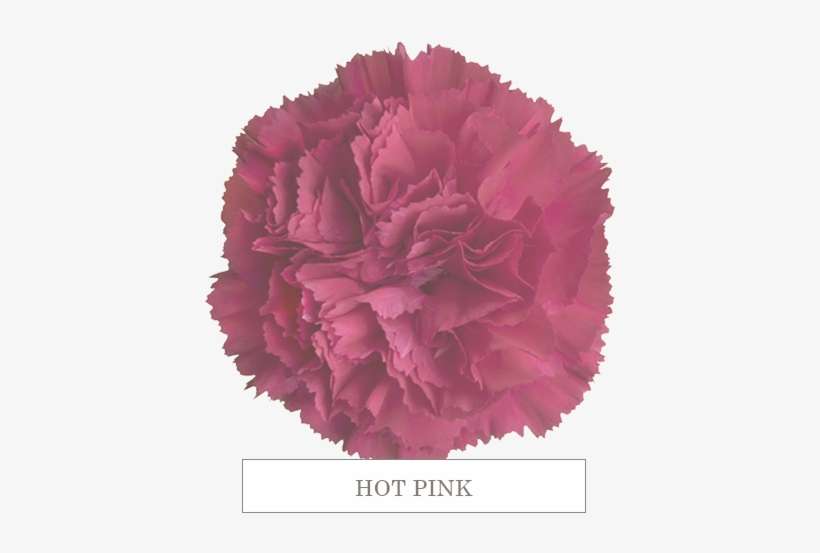Hot P 70 Hot Pink - Carnation, transparent png download