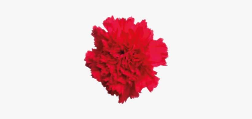 Bouzeron - Carnation Bouzeron, transparent png download