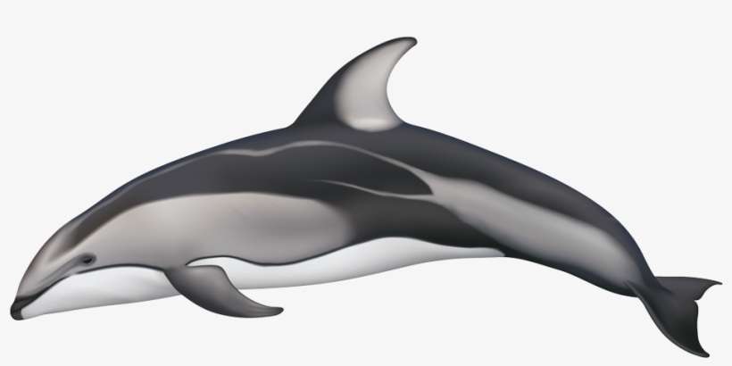 Pacific White Sided Dolphin Coloration, transparent png download