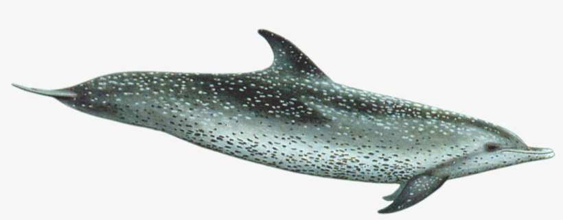 Pantropical Spotted Dolphin, transparent png download
