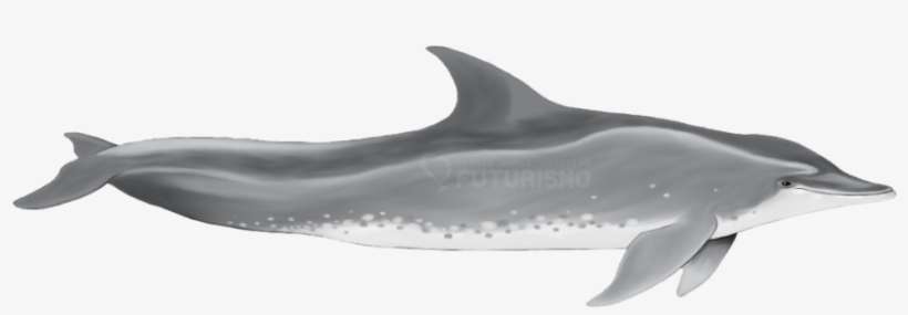 Rough-toothed Dolphin - Rough Toothed Dolphin Png, transparent png download