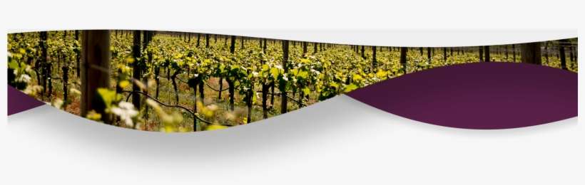 Experience Okanagan Wine Tours Vinesii - Vineyard, transparent png download