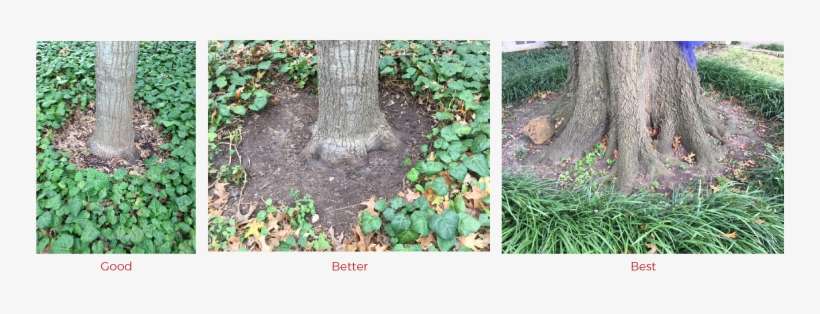 Some People Say It's Okay To Leave These Plants On - Grass, transparent png download