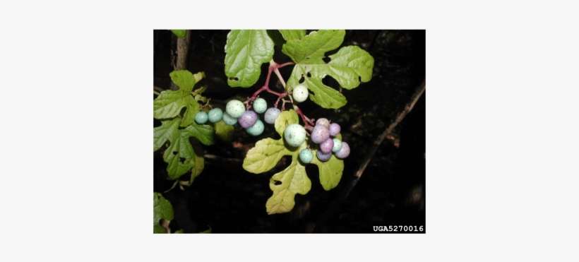 Like Oriental Bittersweet, Porcelainberry Also Damages - Amur Peppervine, transparent png download