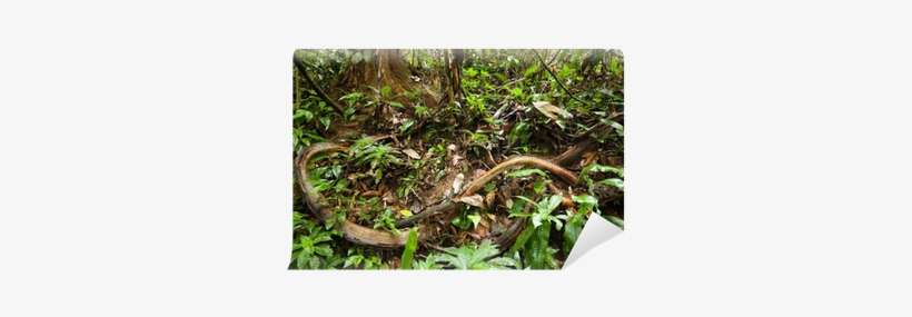Jungle Vines, transparent png download