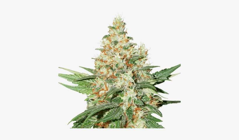 Kush Autoflower - Og Kush Png, transparent png download