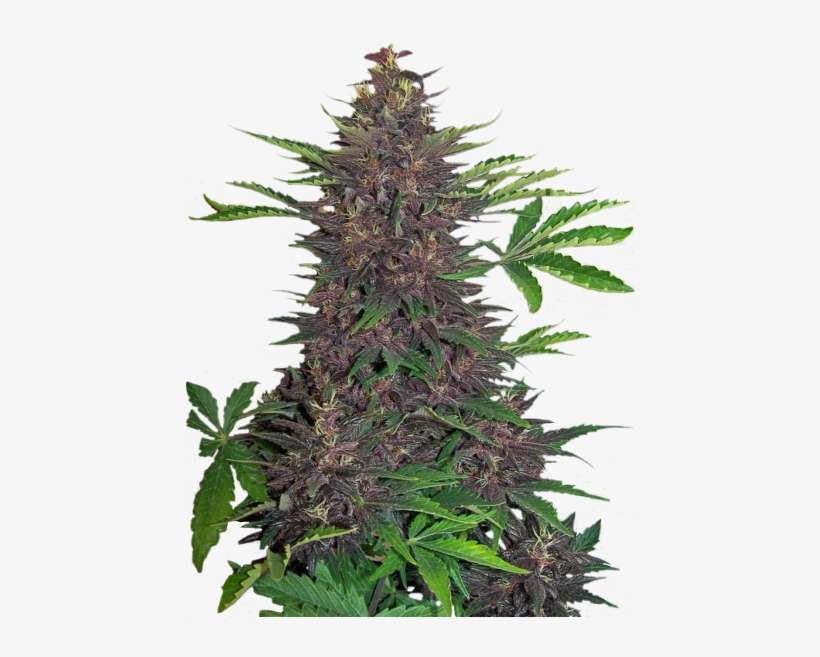 Buddha Purple Kush - Purple Auto, transparent png download