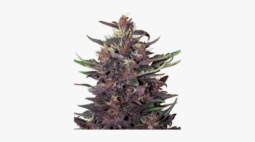 Purple Kush Feminized Seeds - Violet Kush, transparent png download